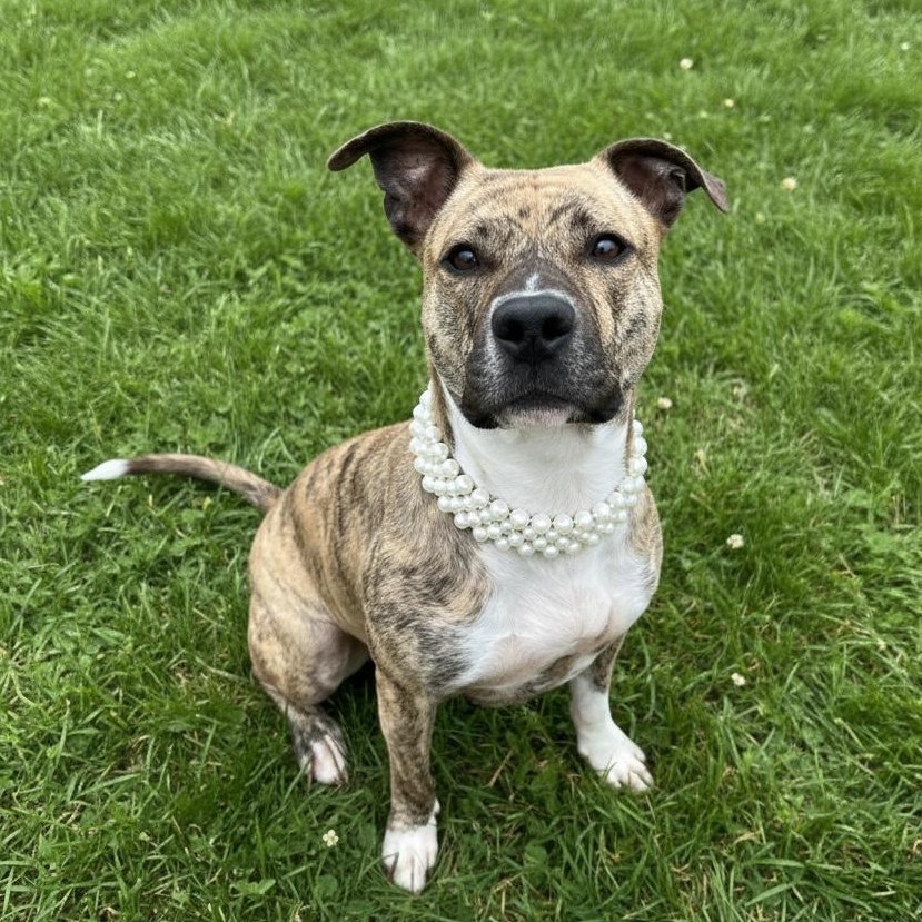 Enlarge Sweet Pea GCI Trained Graduate!!! Ask to Meet!, an adoptable Mixed Breed in Elyria, OH image 2/6