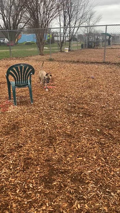 Enlarge Sweet Pea GCI Trained Graduate!!! Ask to Meet!, an adoptable Mixed Breed in Elyria, OH video 5/6