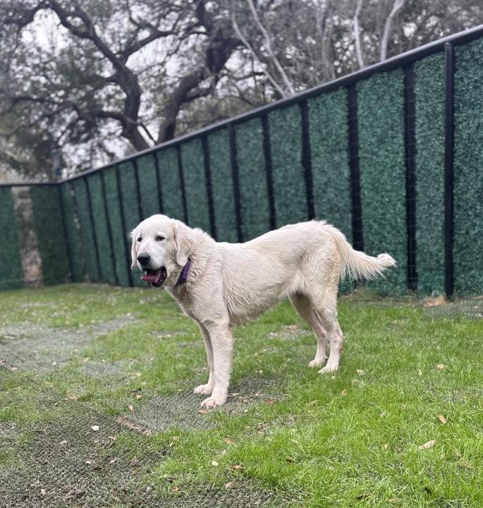 Rizzo ATX, Adoptable, Adult Female Great Pyrenees.