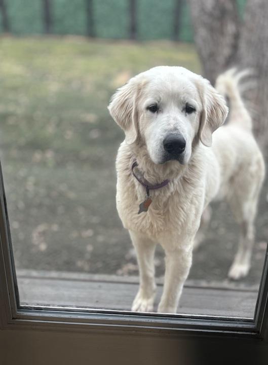 Enlarge Rizzo ATX, a Adoptable Great Pyrenees in Quinlan, TX image 2/6