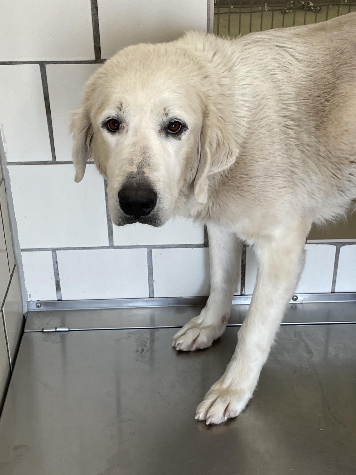 Enlarge Rizzo ATX, a Adoptable Great Pyrenees in Quinlan, TX image 3/6