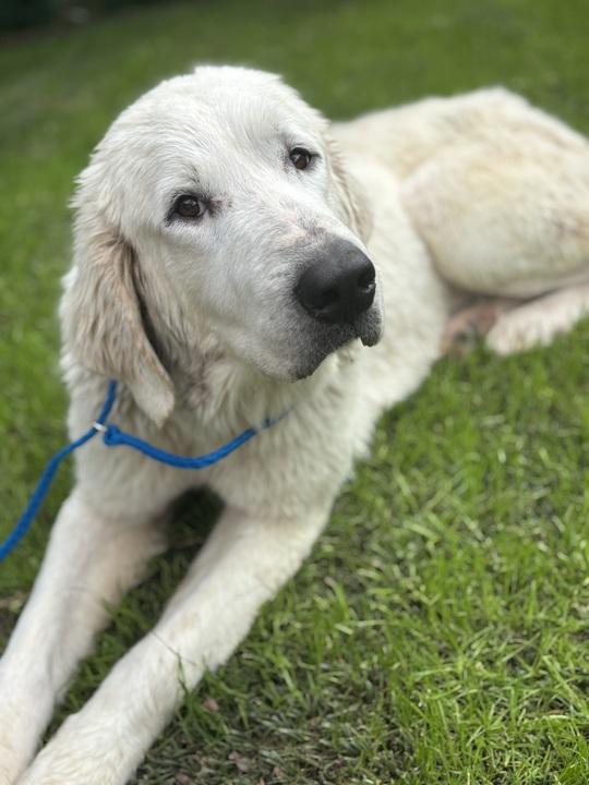 Enlarge Rizzo ATX, a Adoptable Great Pyrenees in Quinlan, TX image 4/6