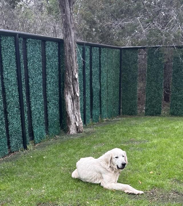 Enlarge Rizzo ATX, a Adoptable Great Pyrenees in Quinlan, TX image 5/6