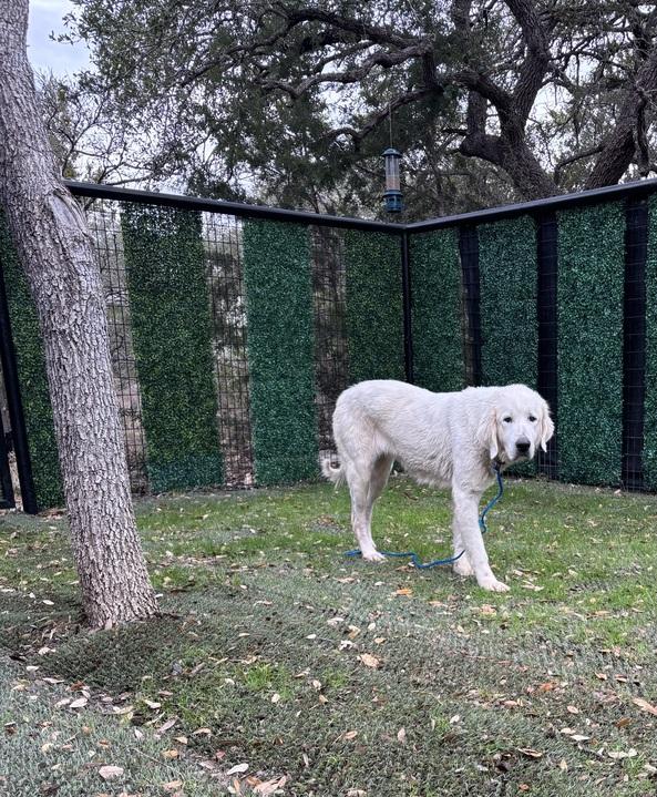 Enlarge Rizzo ATX, a Adoptable Great Pyrenees in Quinlan, TX image 6/6