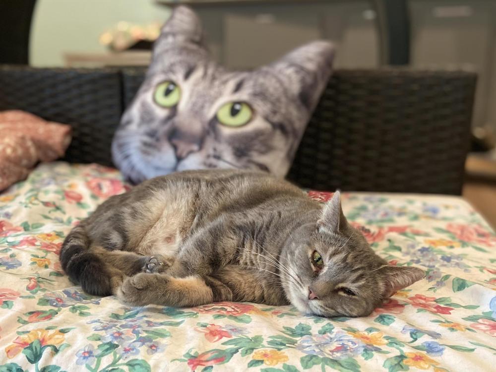 Dove, a Adoptable mixed breed in New Cumberland, WV image 4/6