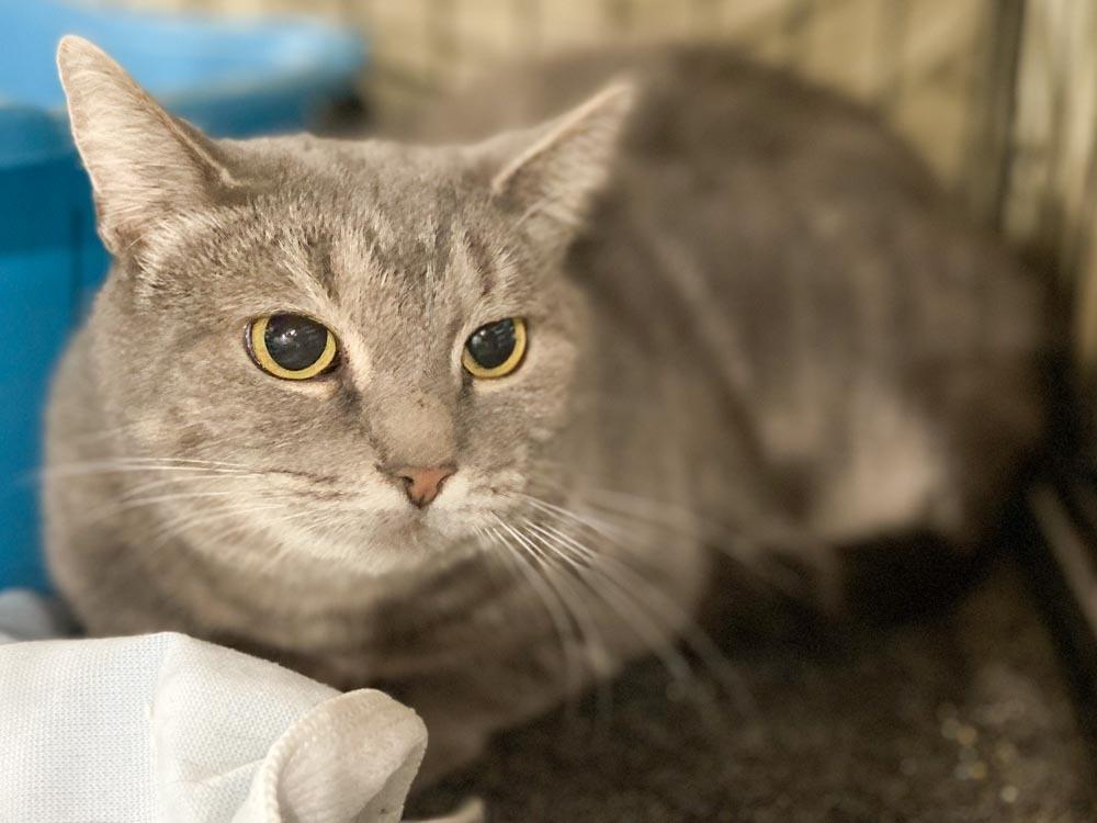 Dove, a Adoptable mixed breed in New Cumberland, WV image 5/6