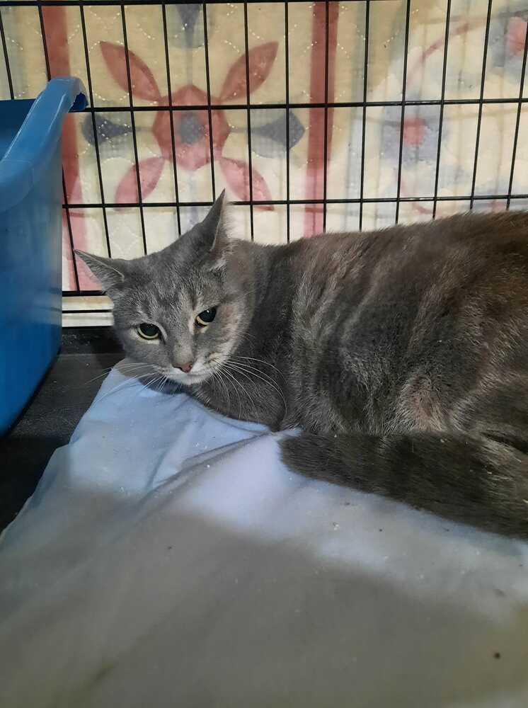 Dove, a Adoptable mixed breed in New Cumberland, WV image 6/6