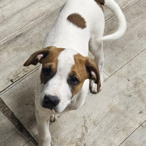 Enlarge Hudson, a Adoptable mixed breed in Kirksville, MO image 1/5