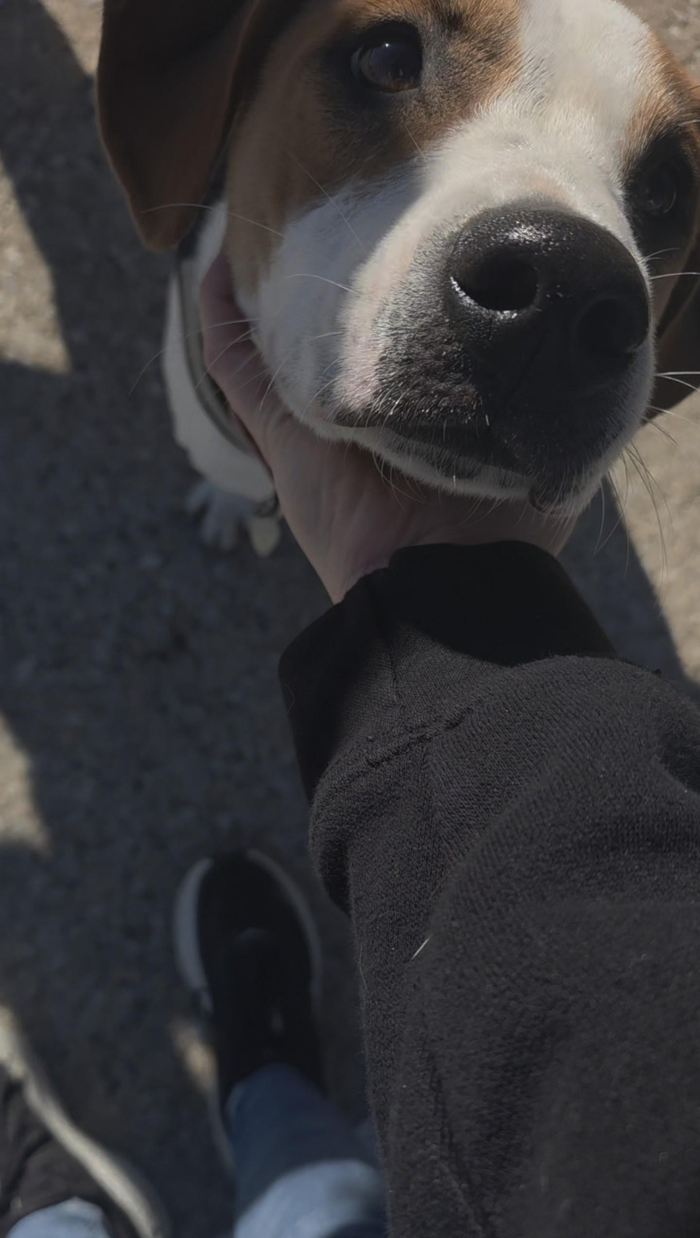 Hudson, Adoptable, Puppy Male Jack Russell Terrier & Boxer.
