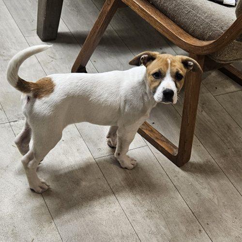 Enlarge Hudson, a Adoptable mixed breed in Kirksville, MO image 3/5