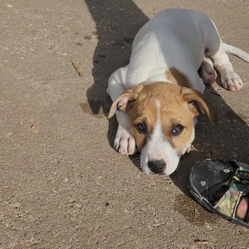 Enlarge Hudson, a Adoptable mixed breed in Kirksville, MO image 4/5