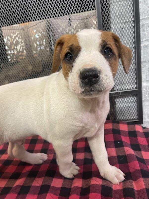 Hudson, Adoptable, Puppy Male Jack Russell Terrier & Boxer.
