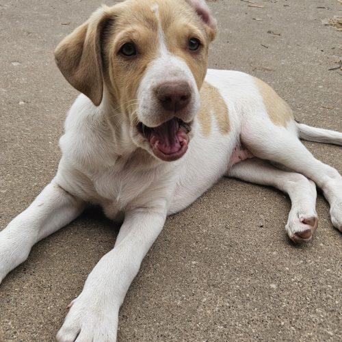 Enlarge Hudson, a Adoptable mixed breed in Kirksville, MO image 5/5