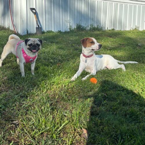 Enlarge Hudson, a Adoptable mixed breed in Kirksville, MO image 2/3
