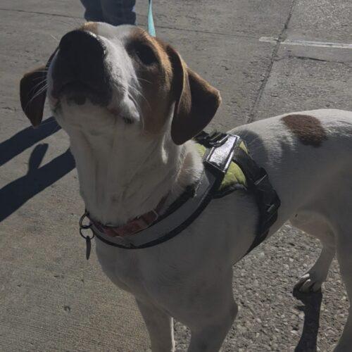 Enlarge Hudson, a Adoptable mixed breed in Kirksville, MO image 3/3