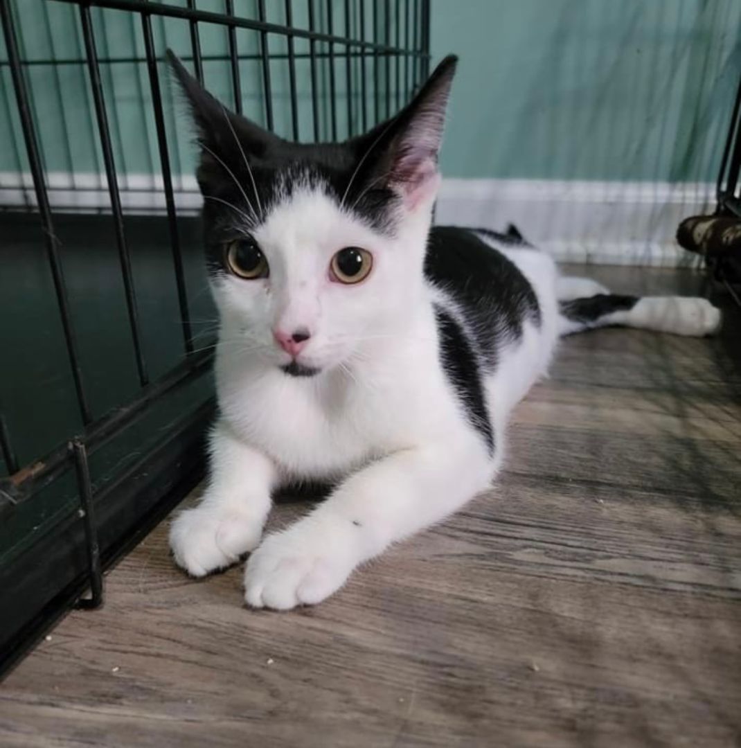 Enlarge Diaval, a Adopted Domestic Short Hair in Joliet, IL image 1/1