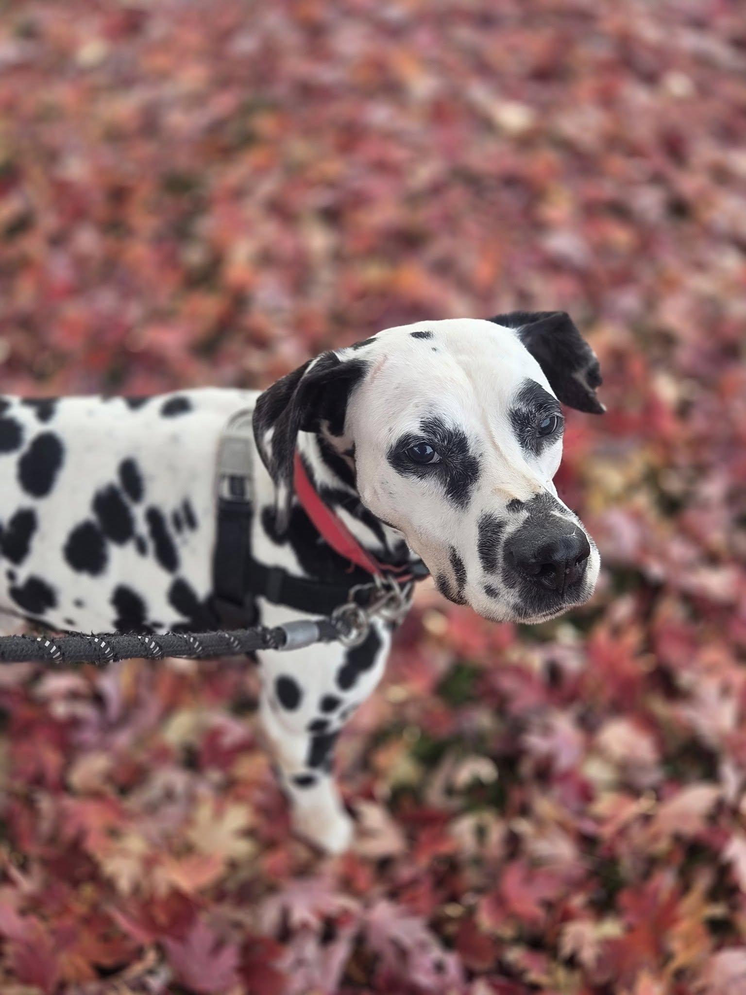 Bolton-Foster Home Needed