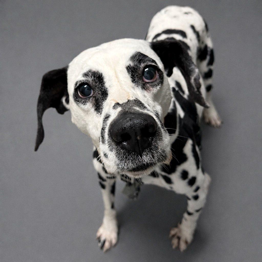 Bolton-Foster Home Needed, Adoptable, Adult Male Dalmatian.