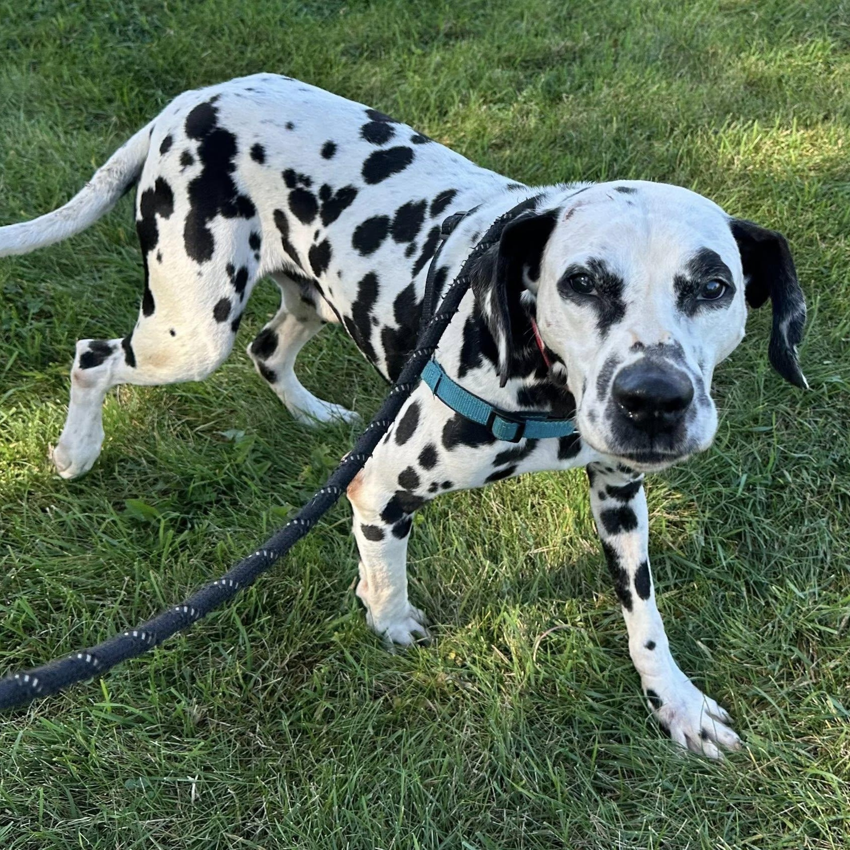 Enlarge Bolton-Foster Home Needed, a Adoptable Dalmatian in Hartland, WI image 5/6
