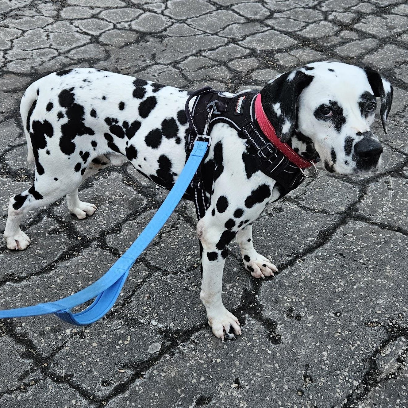 Enlarge Bolton, a Adoptable Dalmatian in Hartland, WI image 2/5