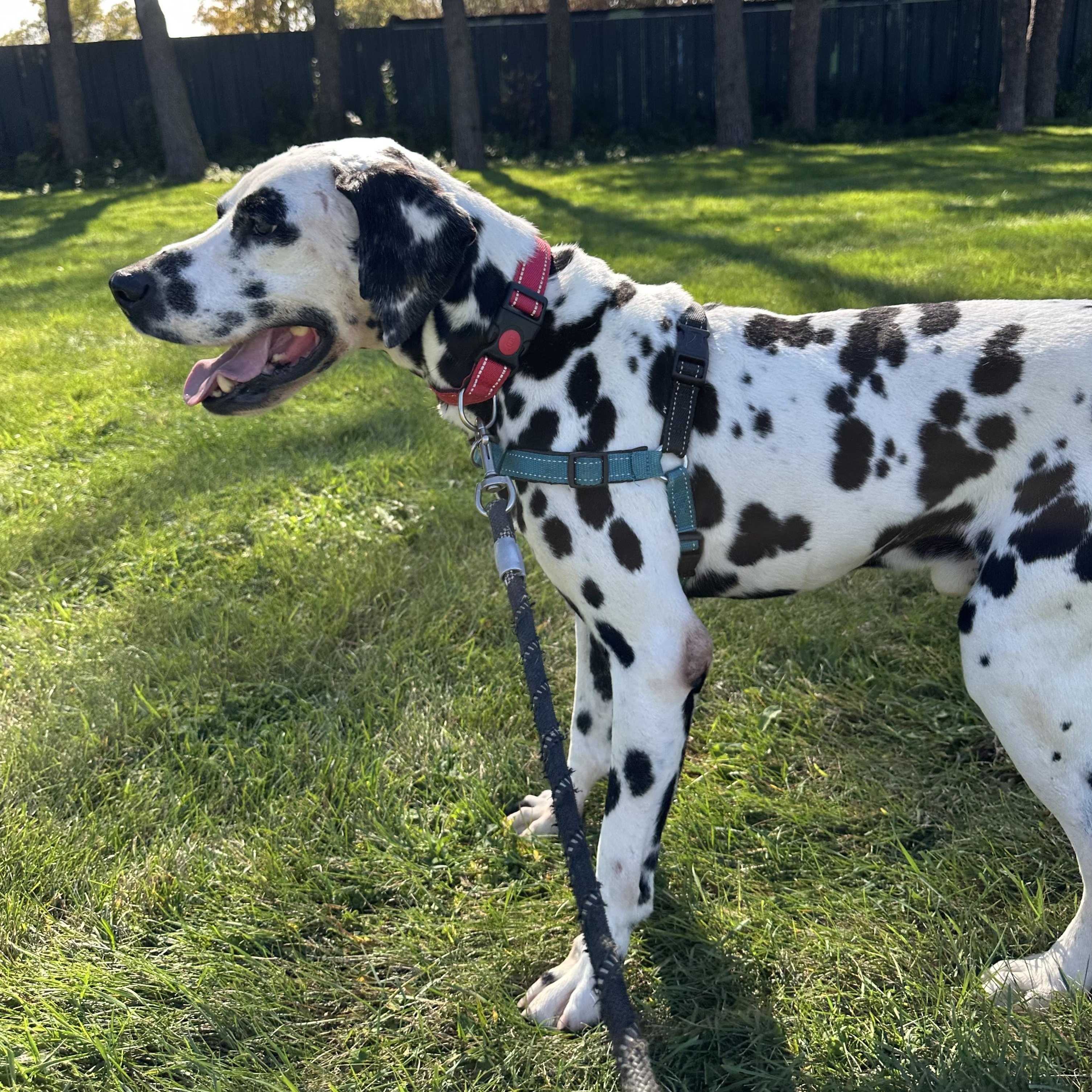 Bolton-Foster Home Needed