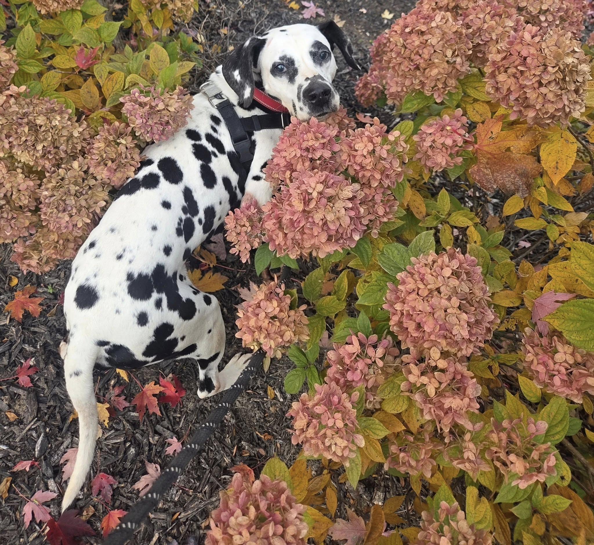 Bolton-Foster Home Needed