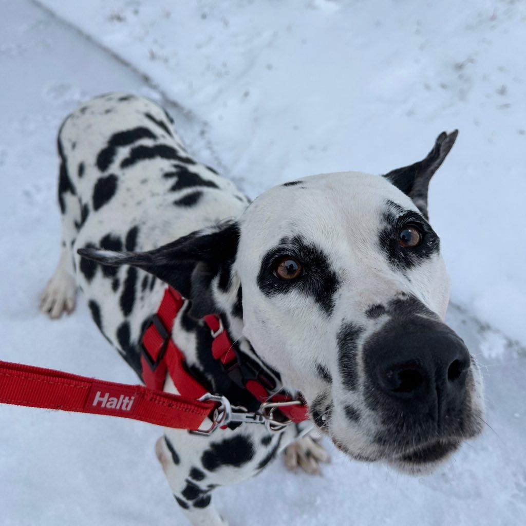 Enlarge Bolton-Foster Home Needed, a Adoptable Dalmatian in Hartland, WI image 2/6