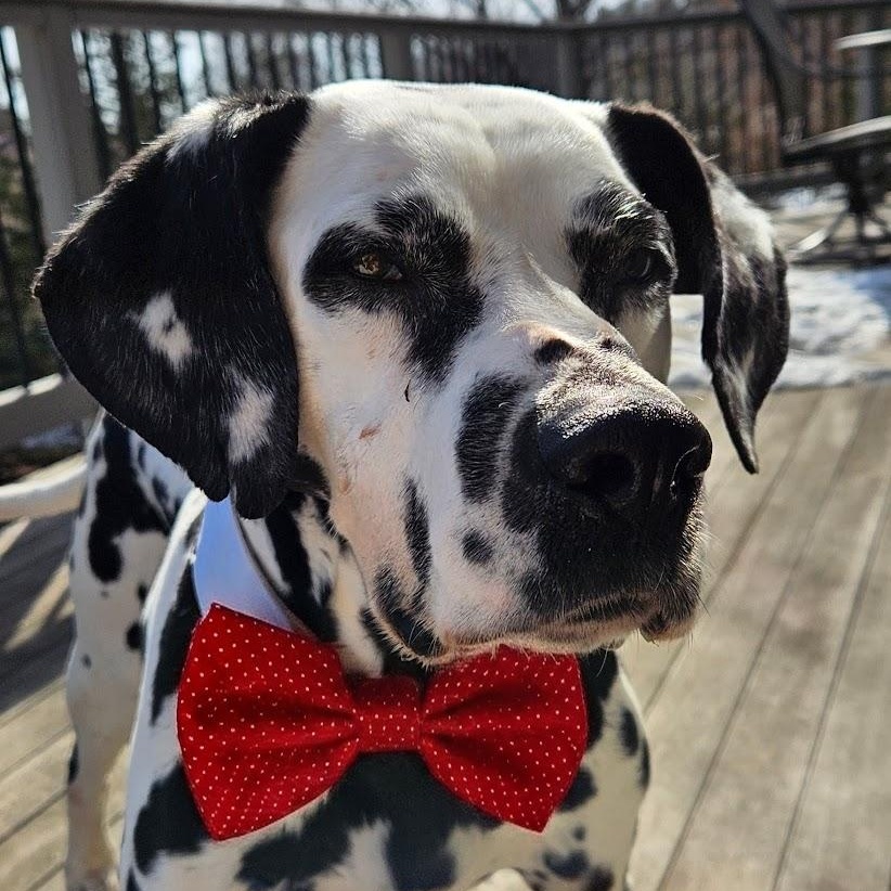 Bolton, Adoptable, Adult Male Dalmatian.