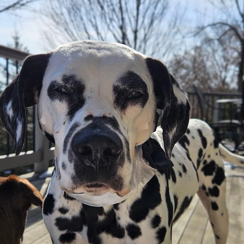 Enlarge Bolton, a Adoptable Dalmatian in Hartland, WI image 4/5