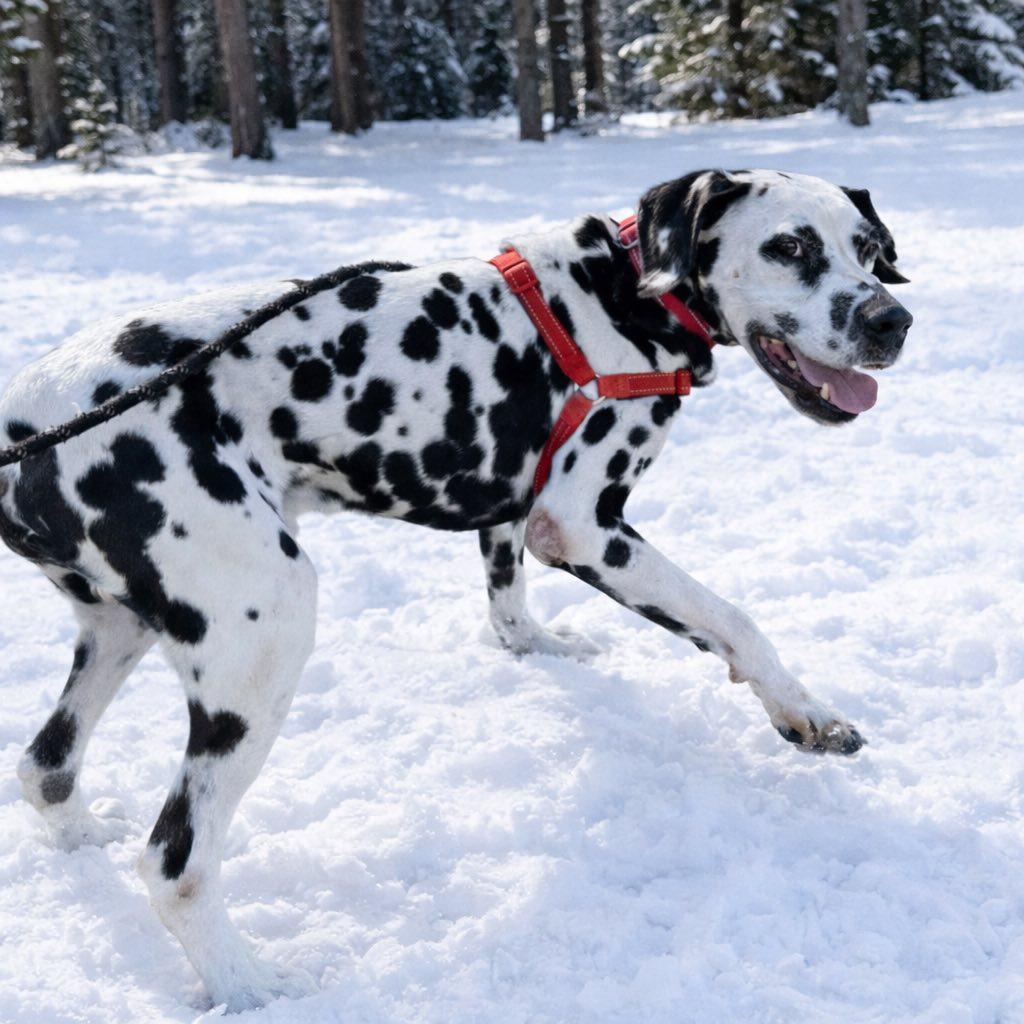 Enlarge Bolton-Foster Home Needed, a Adoptable Dalmatian in Hartland, WI image 4/6