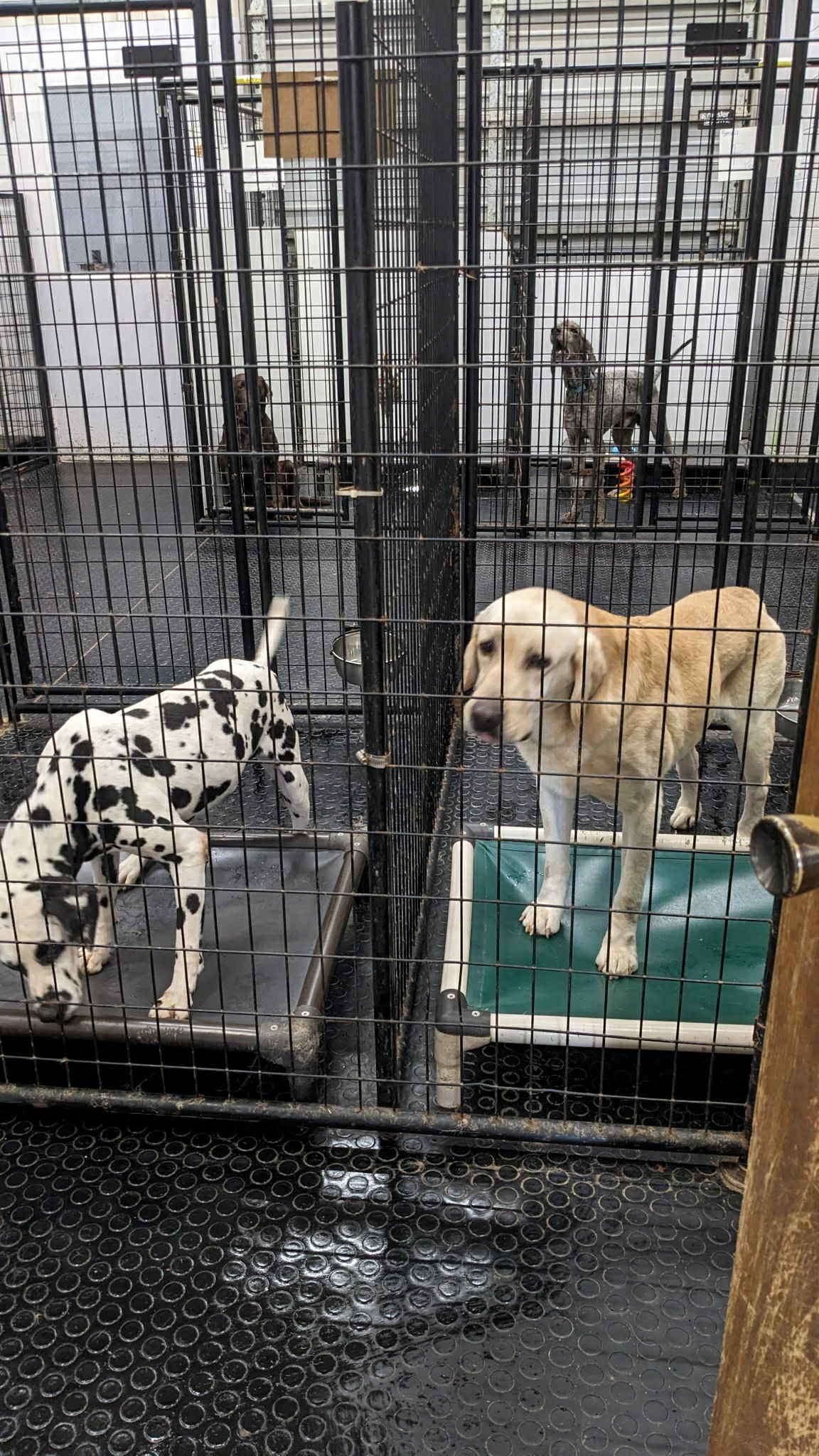 Bolton-Foster Home Needed