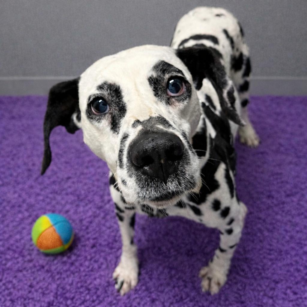 Bolton-Foster Home Needed, Adoptable, Adult Male Dalmatian.