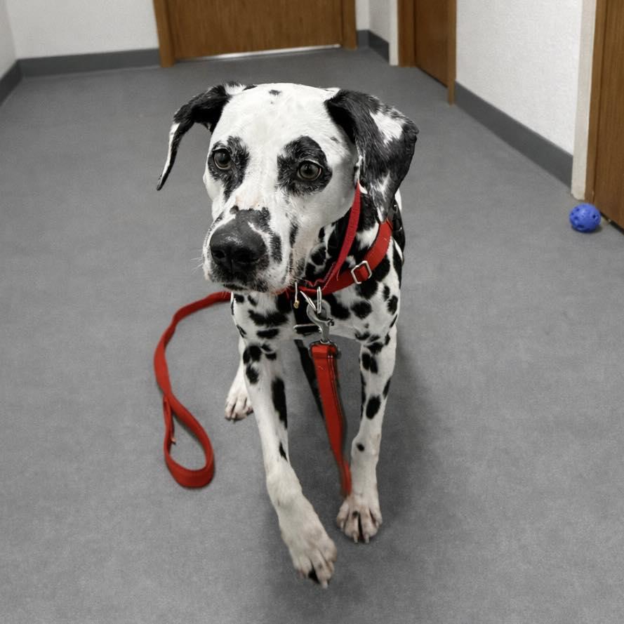 Enlarge Bolton-Foster Home Needed, a Adoptable Dalmatian in Hartland, WI image 3/6