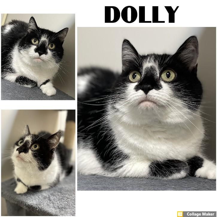 Enlarge Dolly, a Adopted mixed breed in Clearfield, PA image 1/1