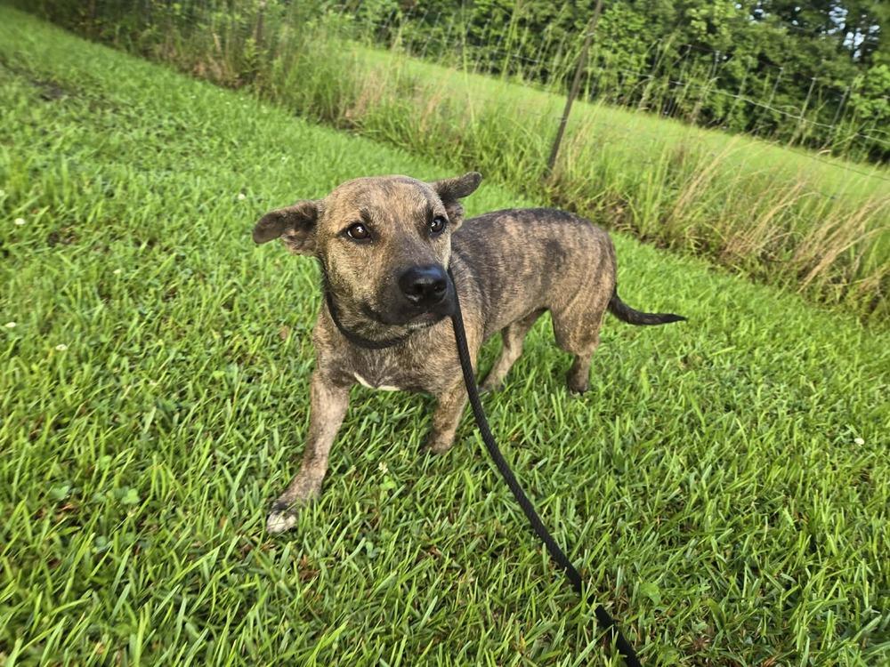 Nugget — thumbnail 3