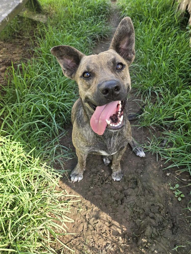 Nugget — thumbnail 4