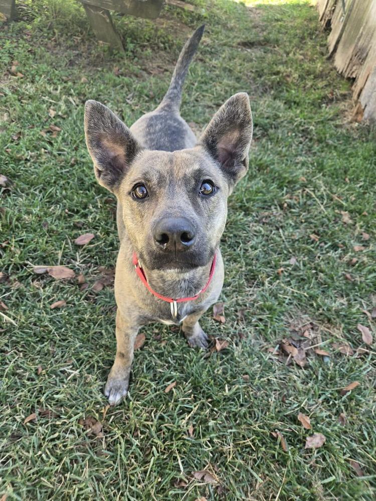 Nugget — thumbnail 5