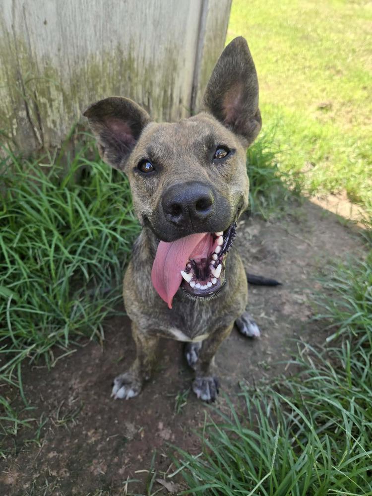 Nugget — thumbnail 6