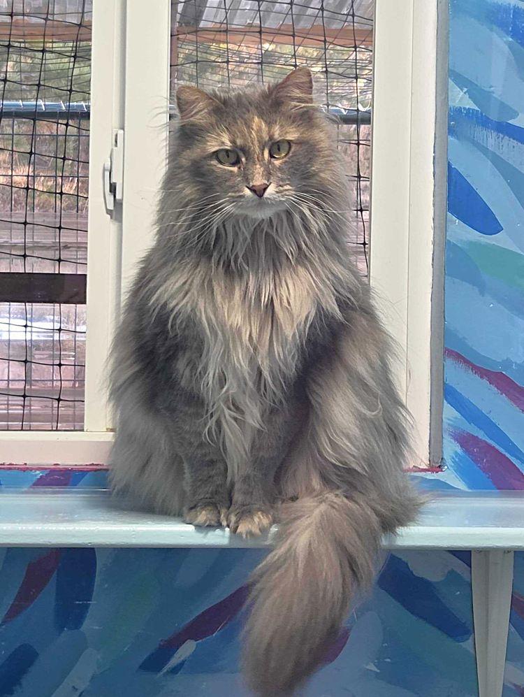 Enlarge Filmina, a Adoptable Domestic Long Hair in Colorado Springs, CO image 1/3