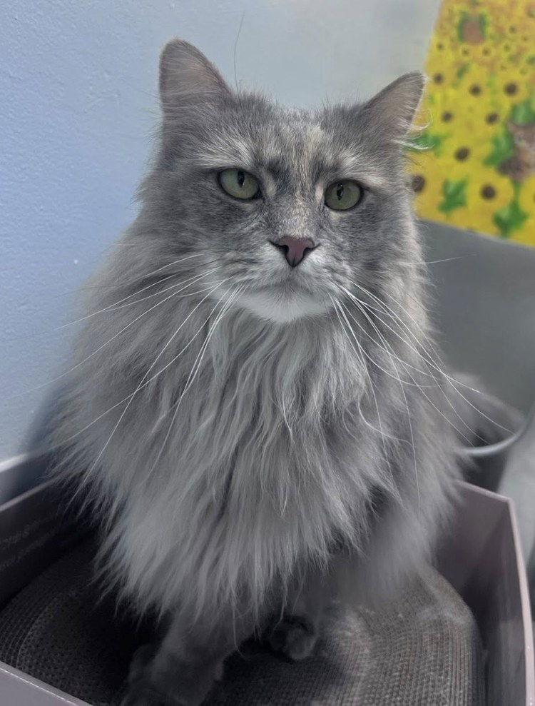 Enlarge Filmina, a Adoptable Domestic Long Hair in Colorado Springs, CO image 2/3