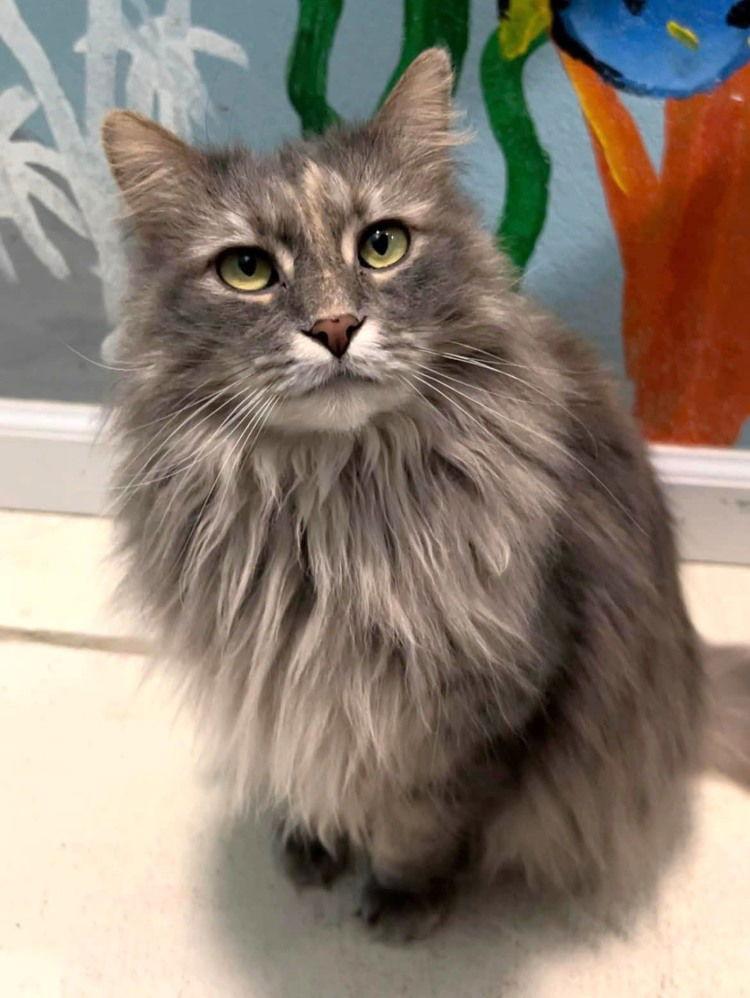 Enlarge Filmina, a Adoptable Domestic Long Hair in Colorado Springs, CO image 1/3