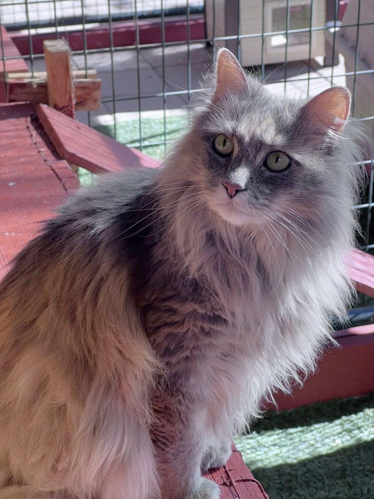 Enlarge Filmina, a Adoptable Domestic Long Hair in Colorado Springs, CO image 3/3