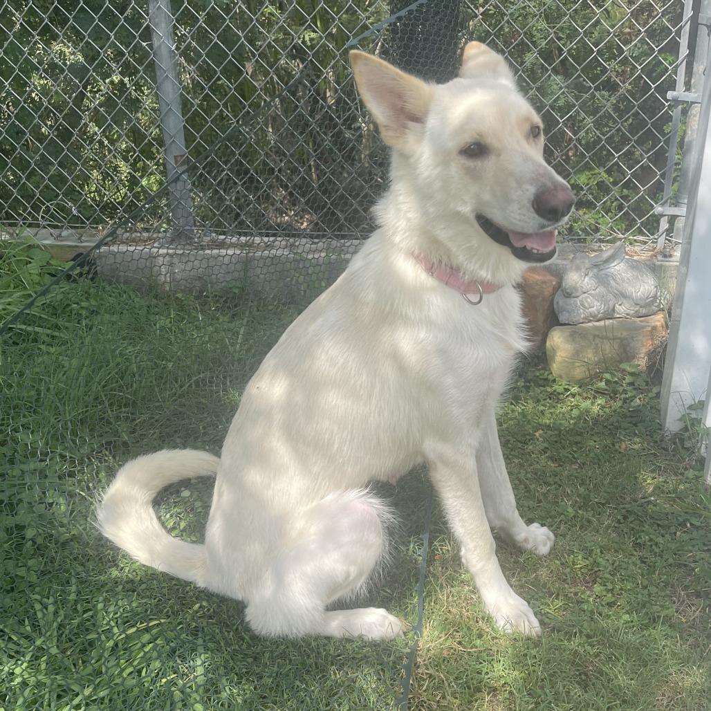 Frosty, Adoptable, Adult Female Shepherd & Husky.