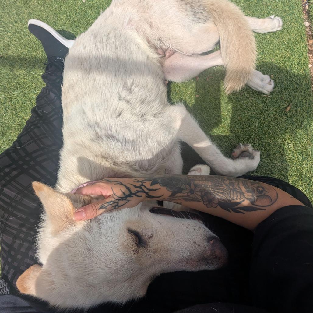 Enlarge Frosty, a Adoptable mixed breed in Galveston, TX image 2/3