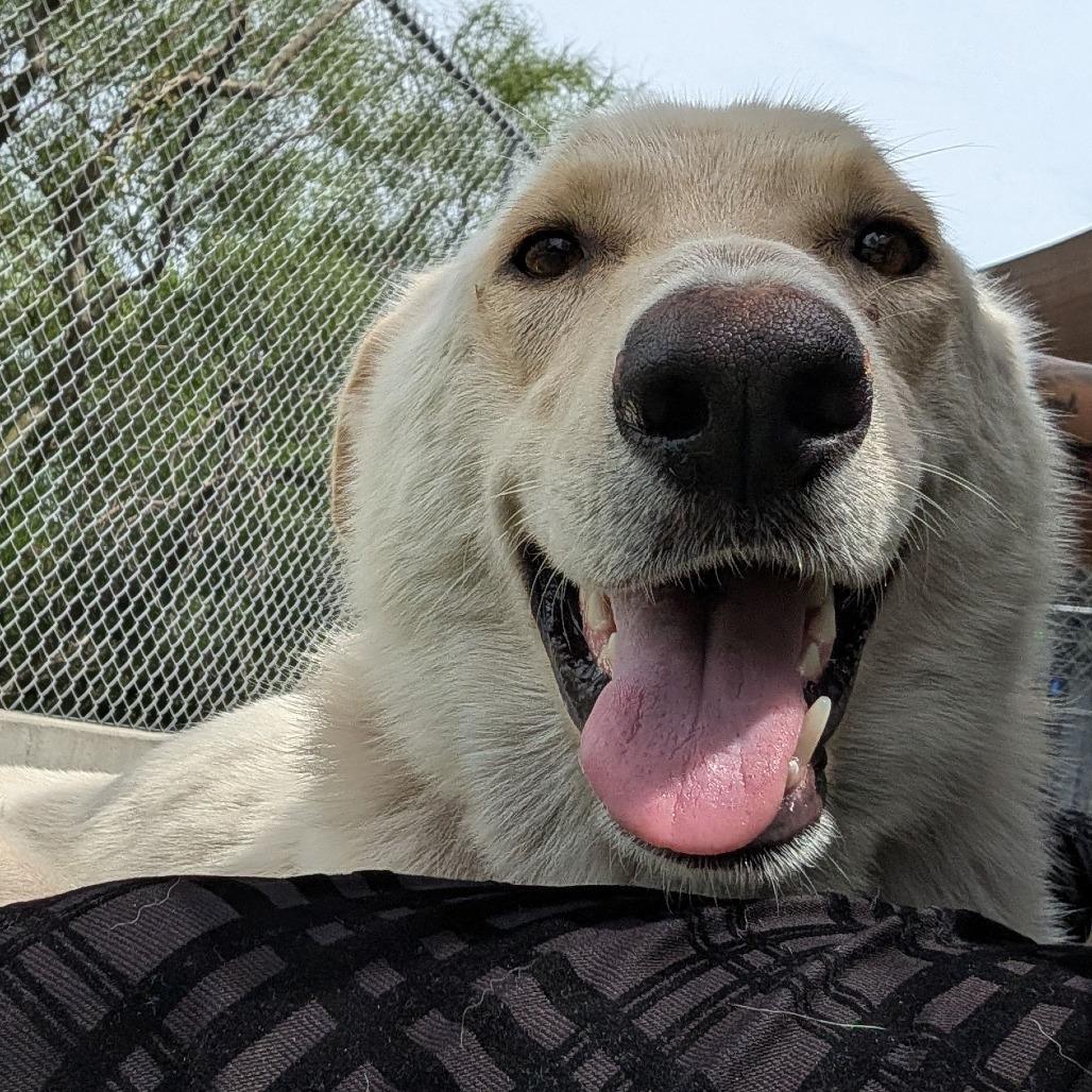 Enlarge Frosty, a Adoptable mixed breed in Galveston, TX image 3/3