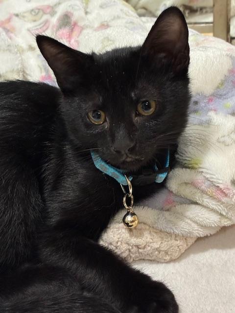 Enlarge Merlin, an adoptable American Shorthair in Katy, TX image 1/1