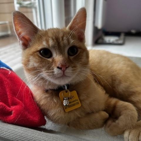 Enlarge Dave - Oh So Handsome, an adopted Tabby in Hoquiam, WA image 1/4