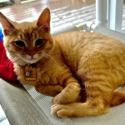 Enlarge Dave - Oh So Handsome, an adopted Tabby in Hoquiam, WA image 4/4