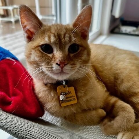 Enlarge Dave - Oh So Handsome, an adopted Tabby in Hoquiam, WA image 3/4