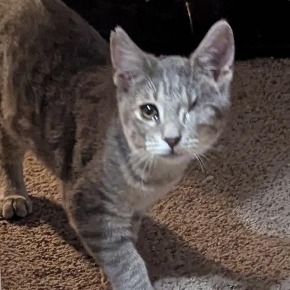 Jack cat, Adoptable, Kitten Male Domestic Short Hair.